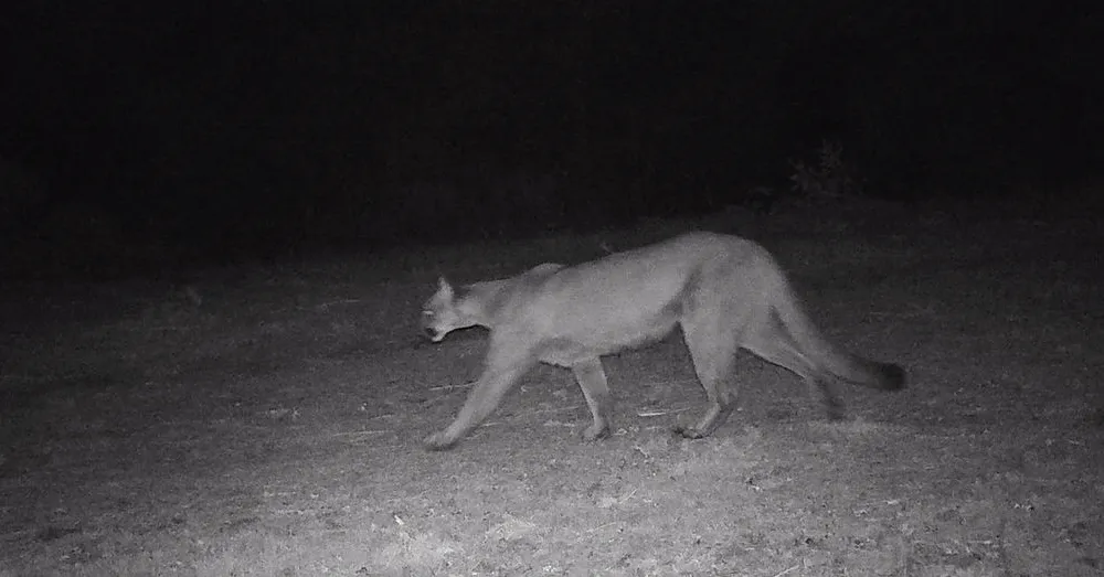 A gif showing bounding box drawn over the image of a cougar in a dark forest